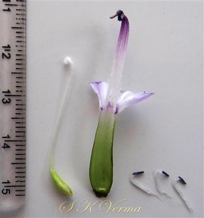  Stamens and Pistil